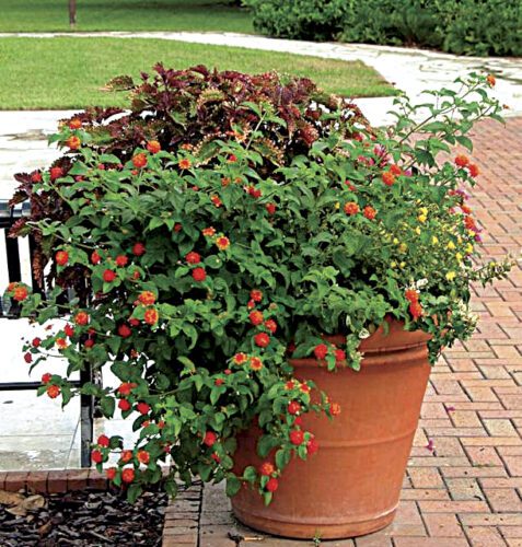 Gardening in small spaces